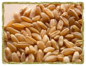 Durum Wheat Grain crop 041