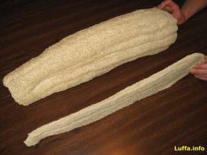 Loofah