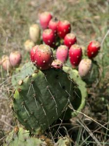 Prickly pear cactus in Texas, courtesy of PDPhoto.org