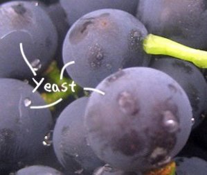 Yeast on grapes from www.providentliving.org.nz/