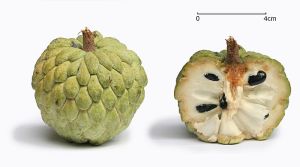 Seetaphal or custard-apple
