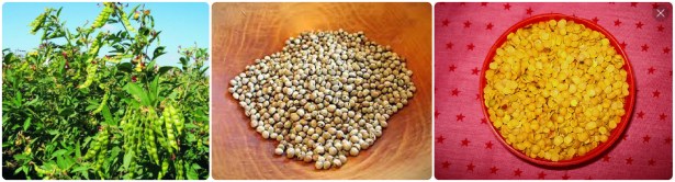 Pigeon pea