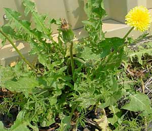 Dandelion (source: http://www.garden.org)