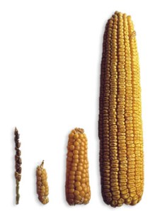 Teosinte to corn (source: http://www.kukurydza.org)