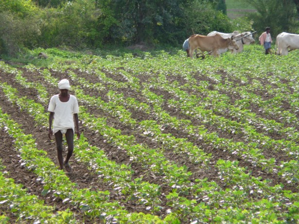 Cotton farmer Warangal district (source: Flickr user Jankie)