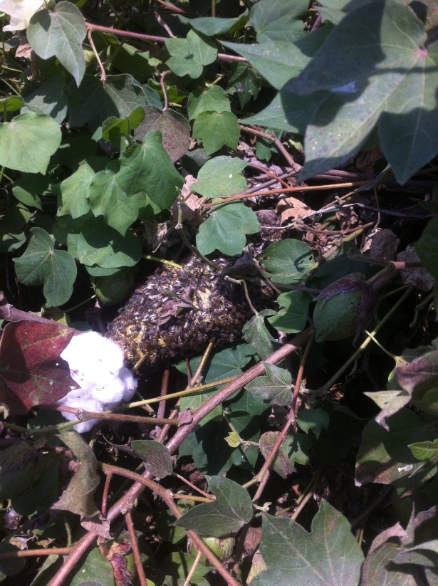 Beehive in Bt cotton (source: Prakash Puppalwar)