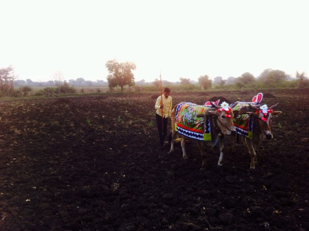Ground being prepared for sowing