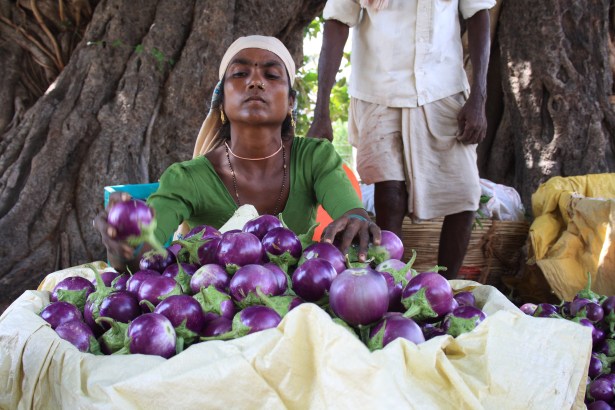 Farmworker in Sejwat, Gujarat, India (source: Wikimedia commons, user Arne Hückelheim)